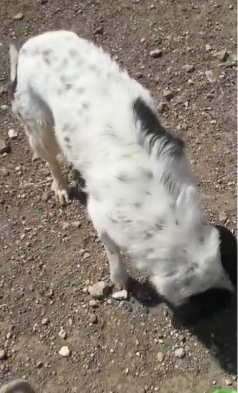 Mask giovane aspetta in canile da 3anni PUGLIA  Foto 3